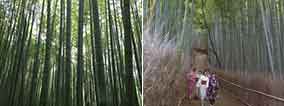 Bamboo.jpg