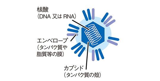 抗ウイルス効果の検証