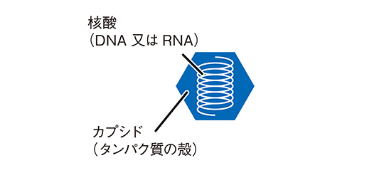 抗ウイルス効果の検証